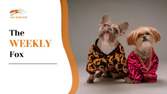 Amazon pet accessories 2025